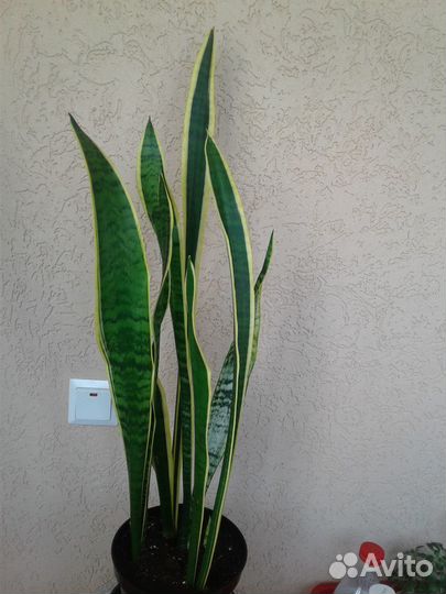 Сансевиерия трёхполосная