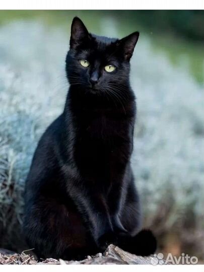 Кошка