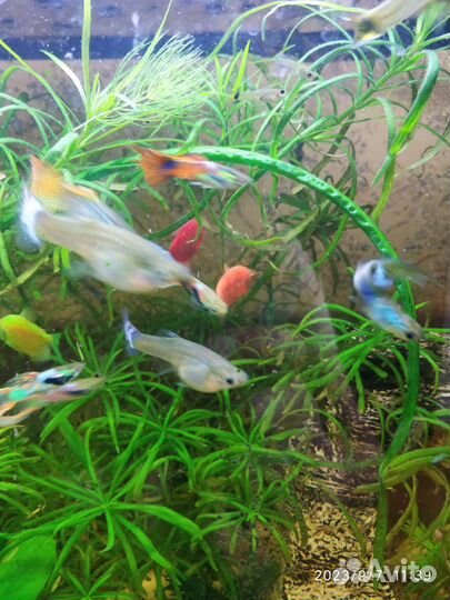 Гуппи эндлера