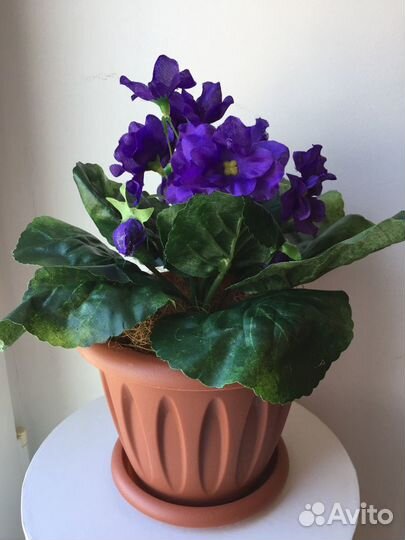 Цветы фиалка декоративная в горшке