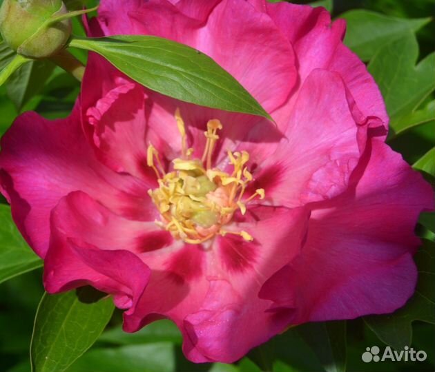 Ито Пион Сонома Рози Фьюче (окс, 3-5 почек)