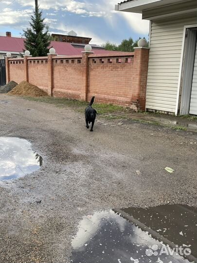 Собака лабрадор