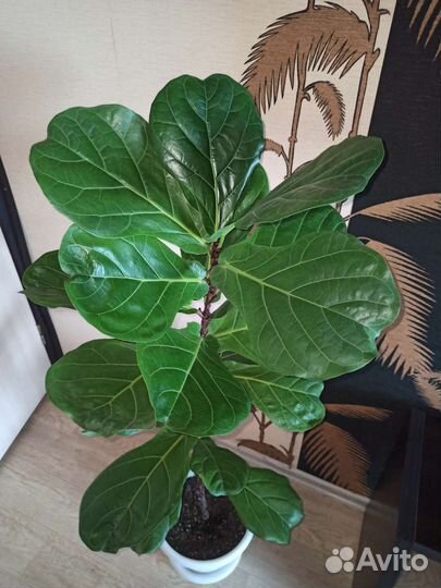 Фикус Лирата