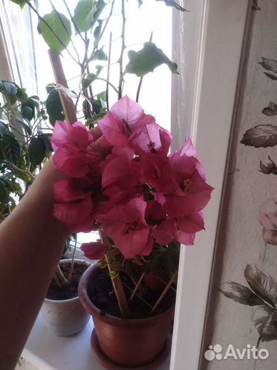 Бугенвиллия