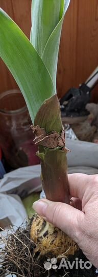 Лук Суворова Анзур. Чеснок Рокамболь