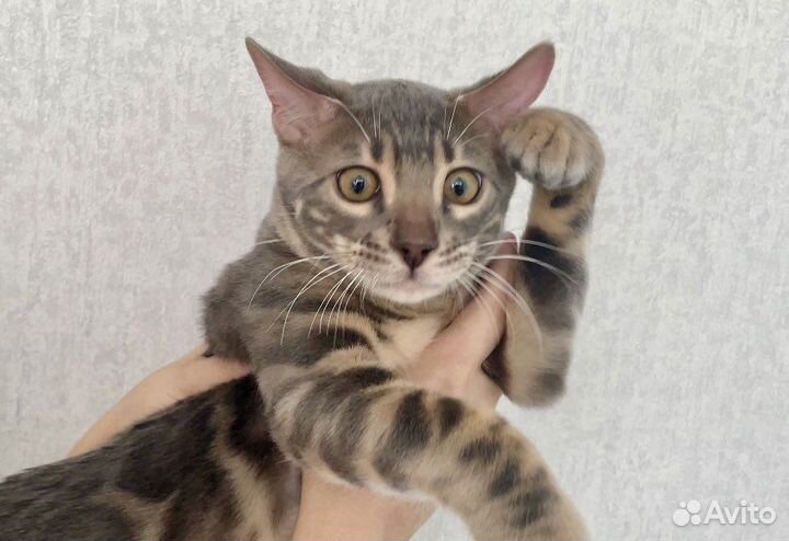 Бенгальский голубой мальчик