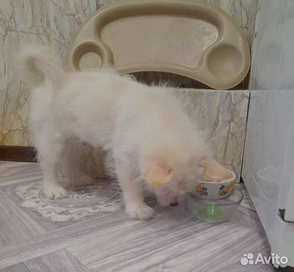 Шпиц смесь чихуахуа