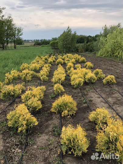 Туя золотая шаровидная