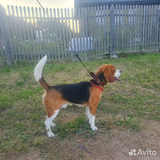 Бигль жених