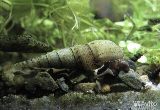 Молинезии, гуппии,растения и улитки