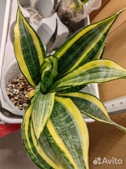 Сансевиерия gold banner