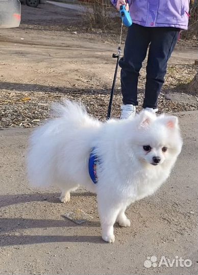 Стрижка кошек, груминг собак г. Иваново