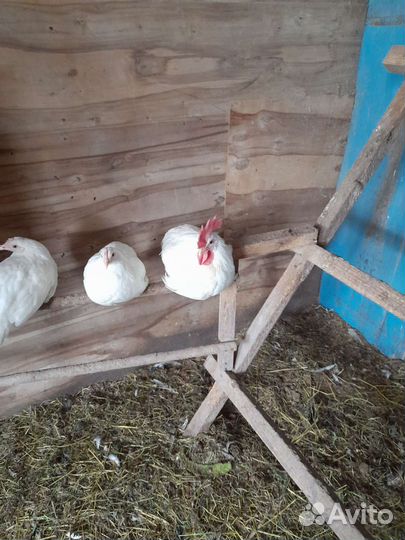 Продам петухов