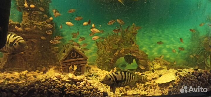 Рыбки цихлиды