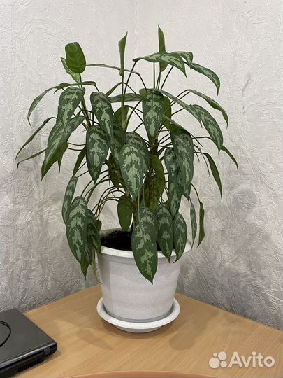 Комнатные растения