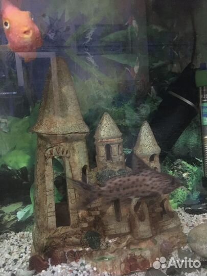 Аквариум с рыбками