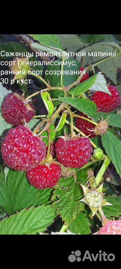 Саженцы малины, Полька