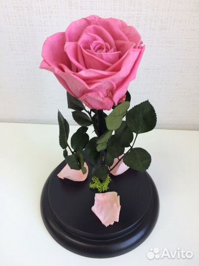 Роза в колбе Premium качества от производителя