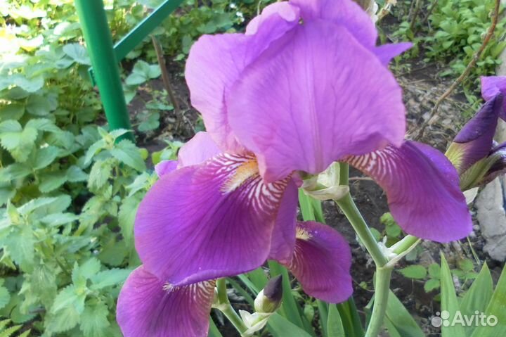 Сортовые германские ирисы