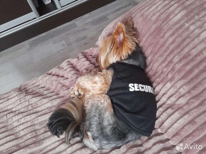 Майка для собак