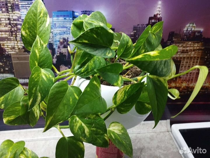 Сциндапсус золотистый