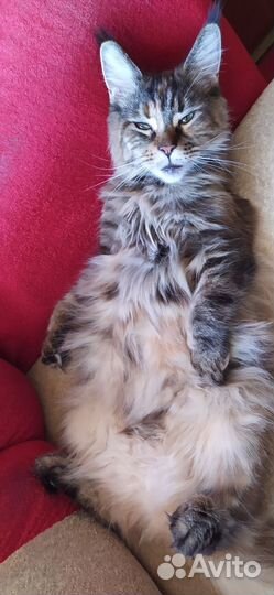 Котики Мейн кун