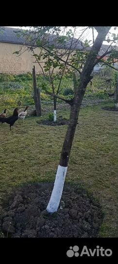 Бойцовая курица