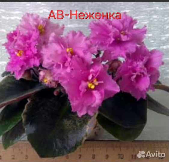 Детки сортовых фиалок