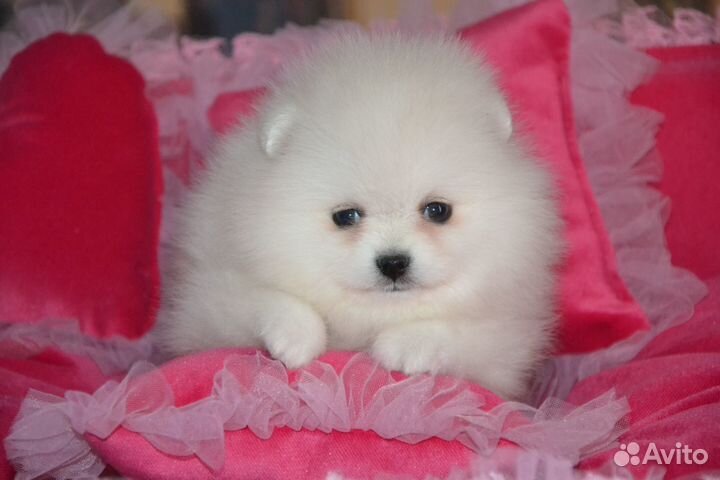 Мишки мимимишки