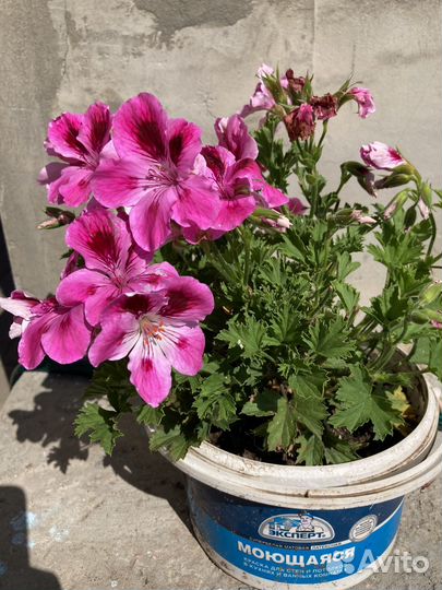 Королевская пеларгония