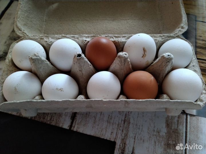 Домашние куриные яйца