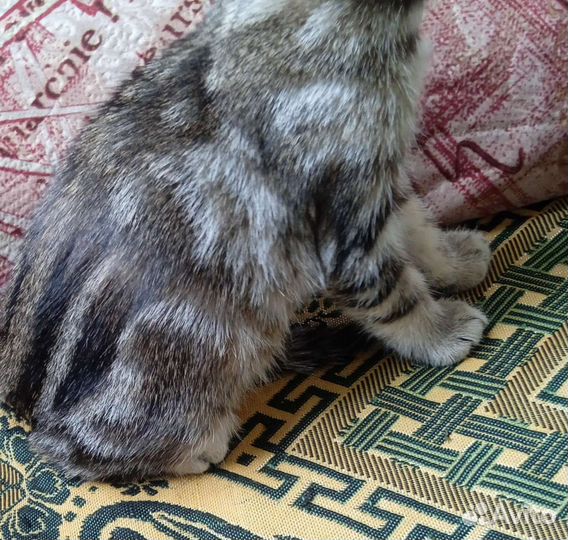 Кошка в дар бесплатно