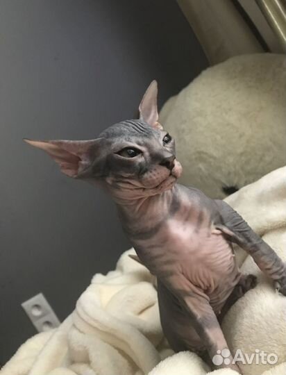 Донской сфинкс,вязка