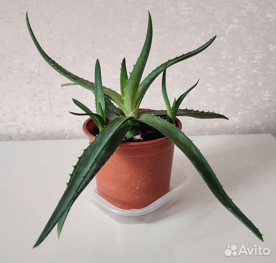 Алоэ мылистое