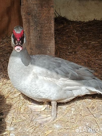 Ия индоуток