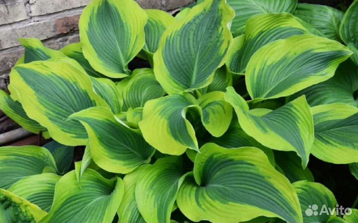 Хоста Атлантис