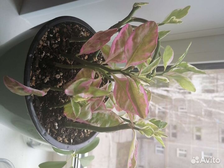 Педилантус