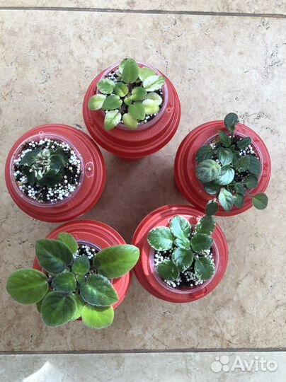 Набор Мини фиалок детки