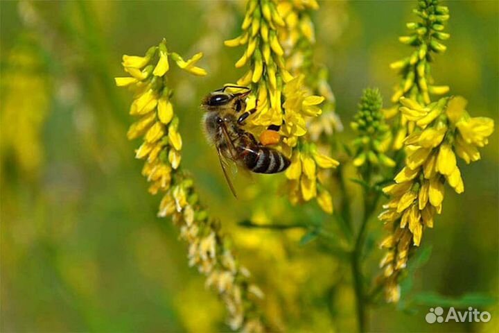 Мёд настоящий с пасеки
