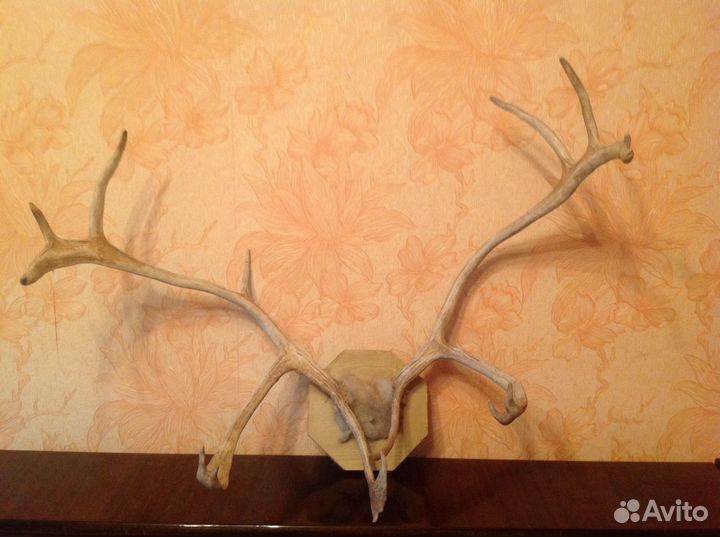 Рога оленя