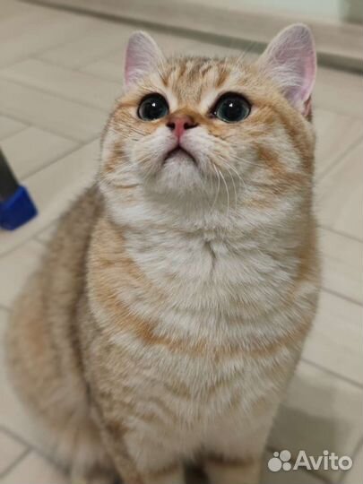 Британская кошка