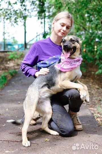 Собака Ассоль ищет дом