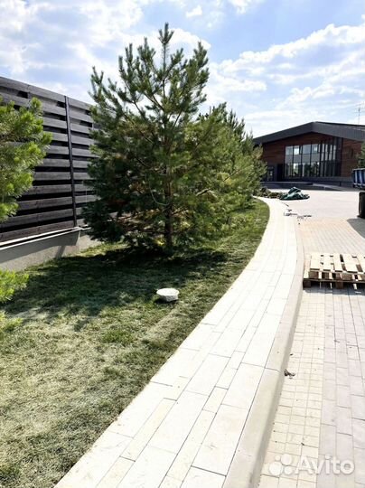 Газонная трава в рулонах от производителя