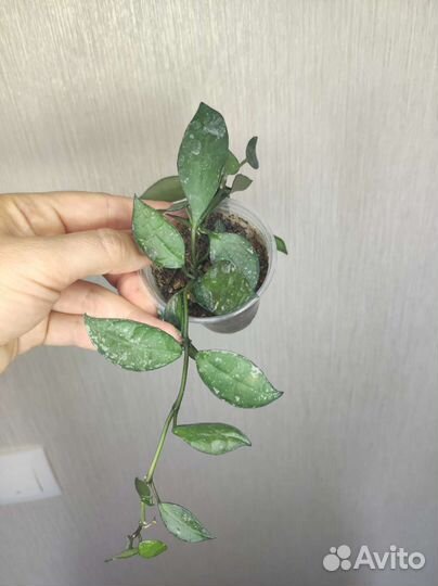 Хойи укорененные