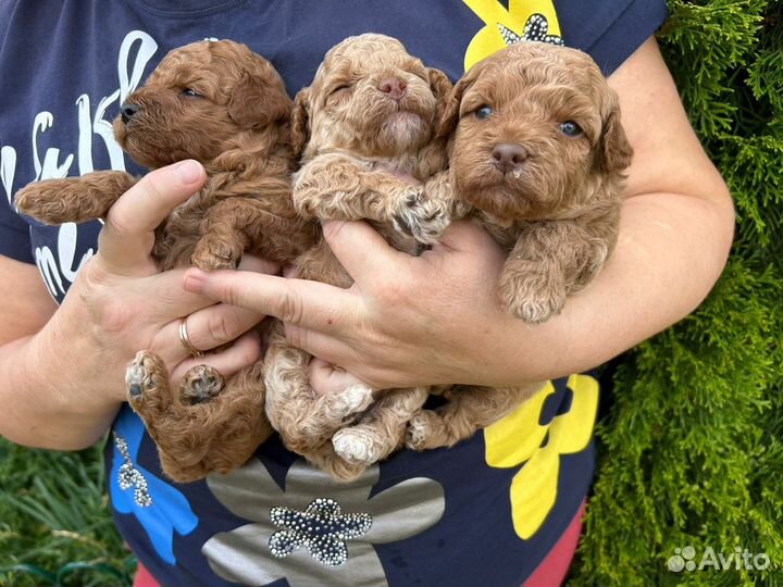 Австралийский Лабрадудль Мини