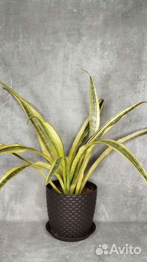 Сансивьерия Лорен