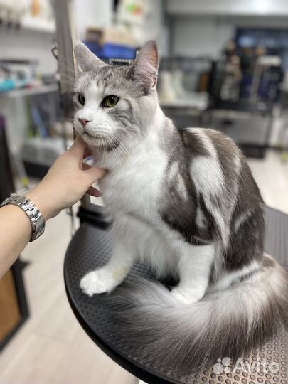 Стрижка собак и кошек