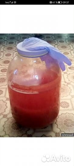 Винный гриб