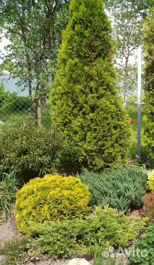 Можжевельник горизонтальный Андорра Вариегатта