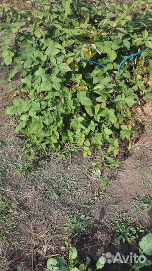 Ежевика не колючаяя